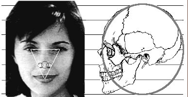 human head profile proportions