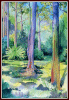 #22, Rainbow Eucalyptus 1, W/C