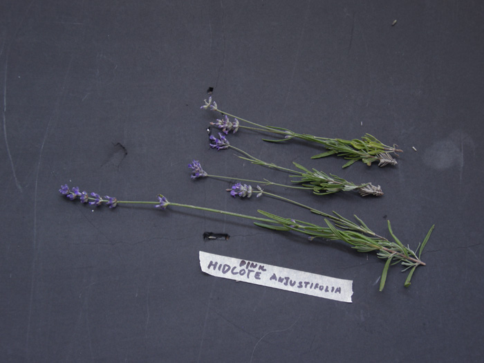 Anjustifolia lavender plant photos