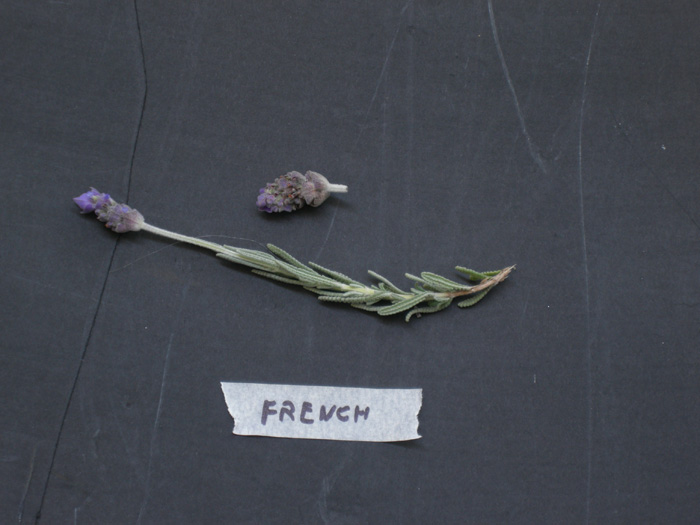 French lavender plant photos
