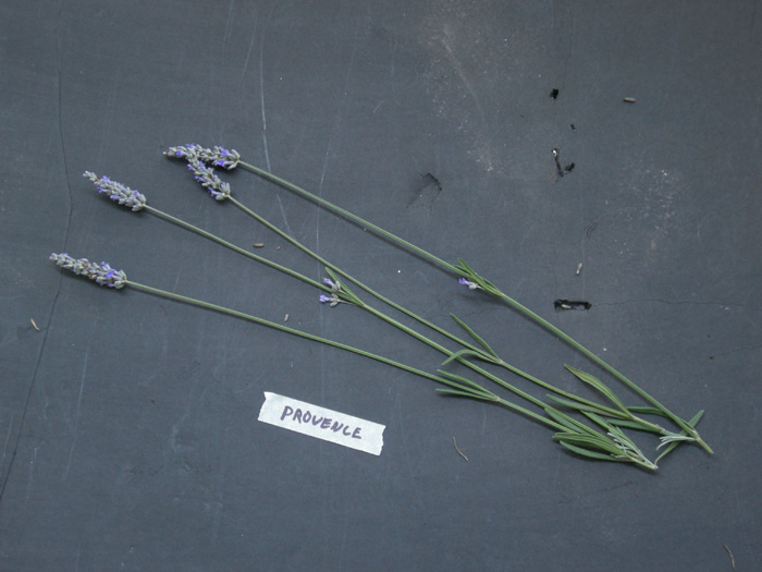 lavender plant photos