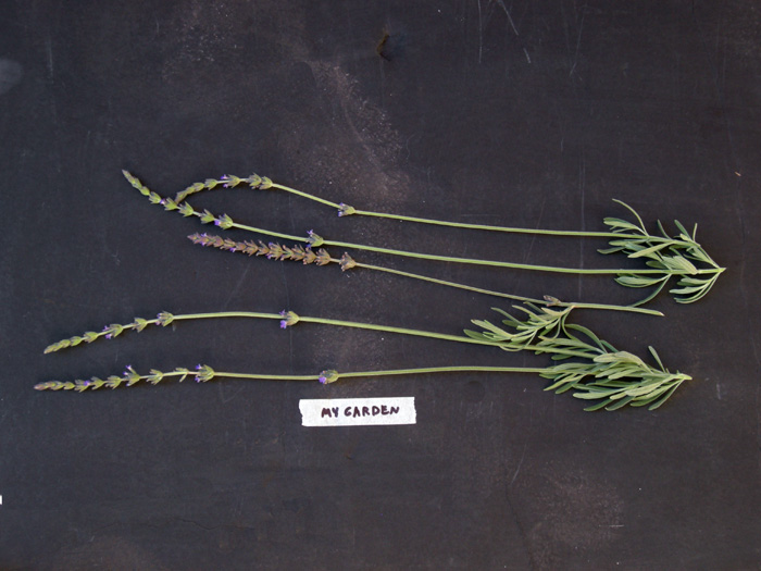 Grosso lavender plant photos